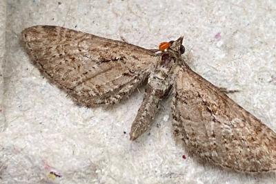 <i>Eupithecia</i>