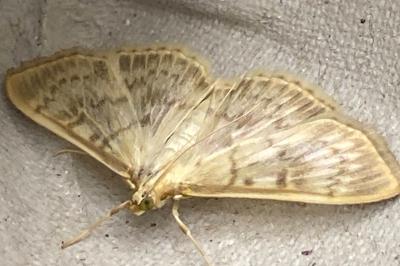 <i>Patania ruralis</i>