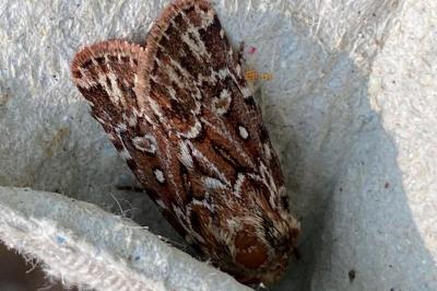 <i>Lycophotia porphyrea</i>