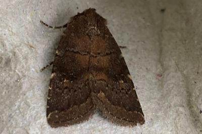 <i>Rusina ferruginea</i>