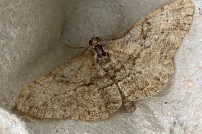 <i>Peribatodes rhomboidaria</i>