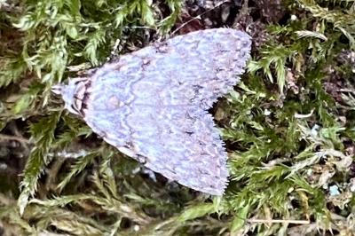 <i>Meganola strigula</i>
