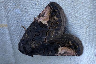 <i>Aedia funesta</i>