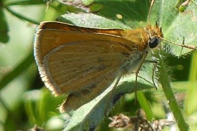 <i>Thymelicus acteon</i>