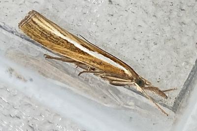 <i>Agriphila tristella</i>