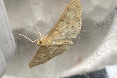 <i>Patania ruralis</i>
