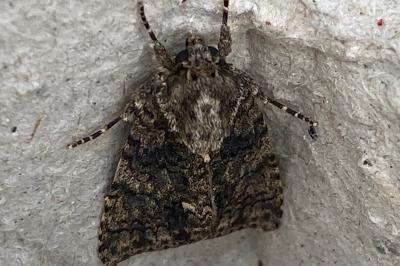 <i>Acronicta rumicis</i>