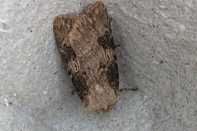<i>Agrotis puta</i>