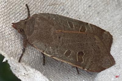 <i>Noctua comes</i>
