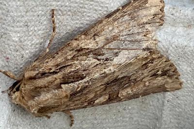 <i>Apamea monoglypha</i>