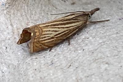 <i>Chrysoteuchia culmella</i>
