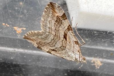 <i>Aplocera</i>