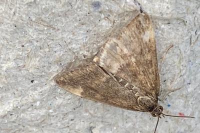 <i>Pyrausta despicata</i>