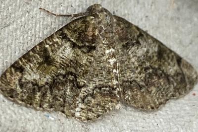 <i>Cleorodes lichenaria</i>