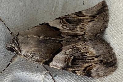 <i>Catocala fulminea</i>