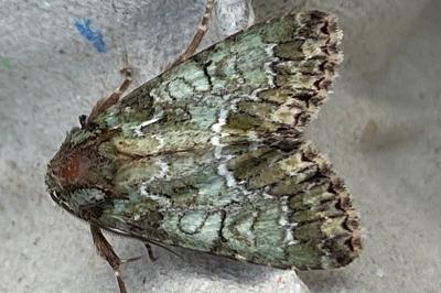 <i>Polyphaenis sericata</i>