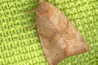 <i>Cosmia trapezina</i>