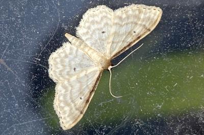 <i>Idaea fuscovenosa</i>