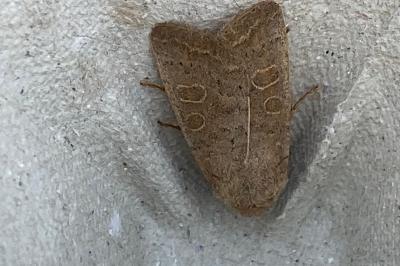 <i>Hoplodrina ambigua</i>