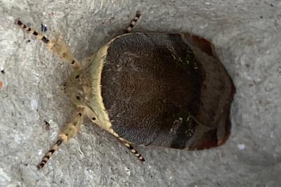 <i>Noctua janthe/janthina</i>