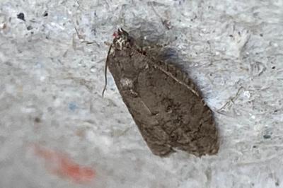 <i>Cnephasia</i>