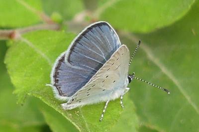 <i>Cupido alcetas</i>