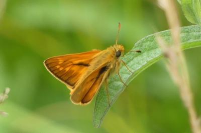 <i>Ochlodes sylvanus</i>