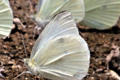 <i>Pieris rapae</i>
