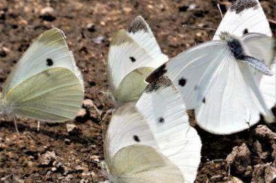 <i>Pieris rapae</i>