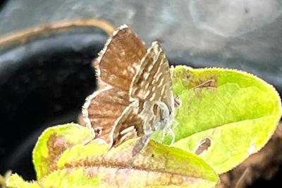 <i>Cacyreus marshalli</i>