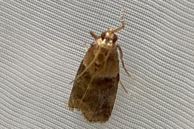 <i>Acrobasis</i>
