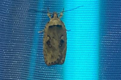 <i>Agonopterix ocellana</i>