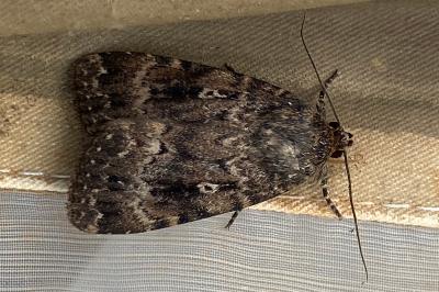 <i>Amphipyra berbera</i>