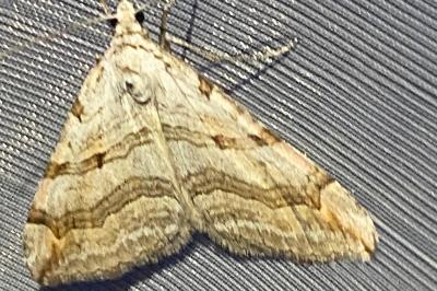 <i>Aplocera efformata</i>