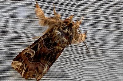 <i>Callopistria juventina</i>