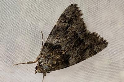<i>Catocala promissa</i>