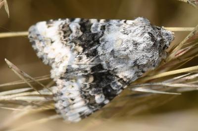 <i>Hecatera bicolorata</i>