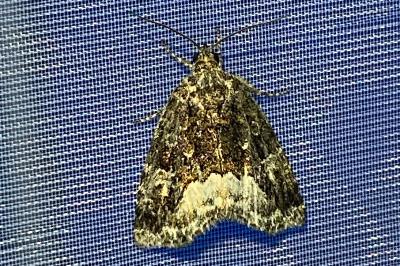 <i>Deltote pygarga</i>