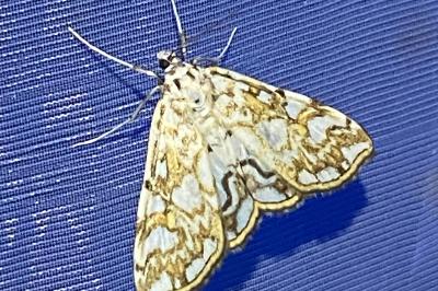 <i>Elophila nymphaeata</i>