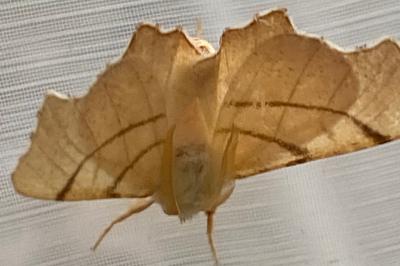 <i>Ennomos erosaria</i>