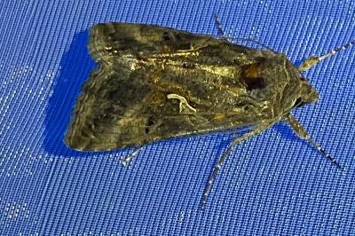 <i>Autographa gamma</i>