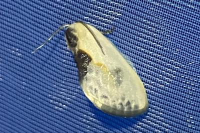 <i>Cilix glaucata</i>