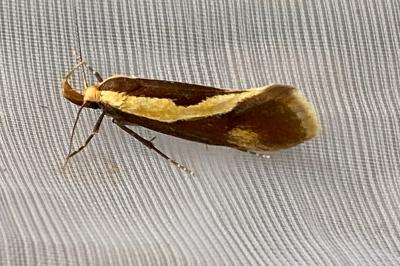 <i>Harpella forficella</i>