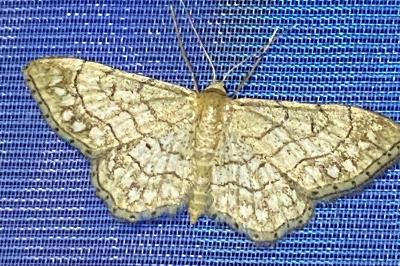<i>Idaea moniliata</i>
