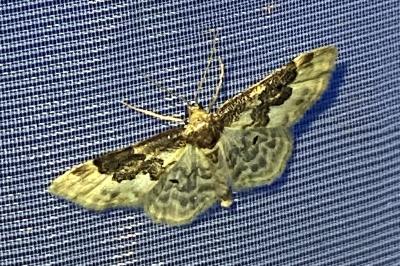 <i>Idaea rusticata</i>