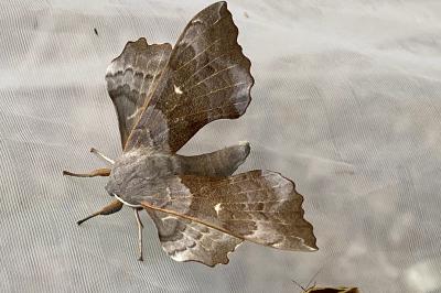 <i>Laothoe populi</i>