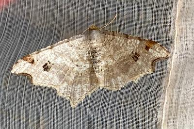 <i>Macaria alternata</i>