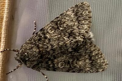<i>Acronicta megacephala</i>