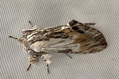 <i>Harpyia milhauseri</i>