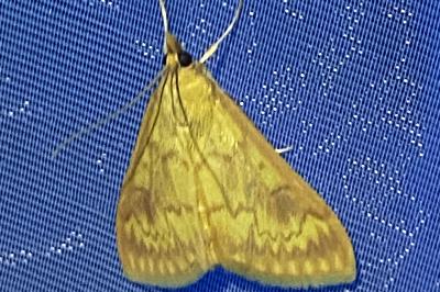 <i>Ostrinia nubilalis</i>